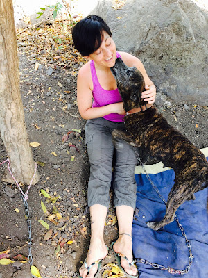 animal rescate