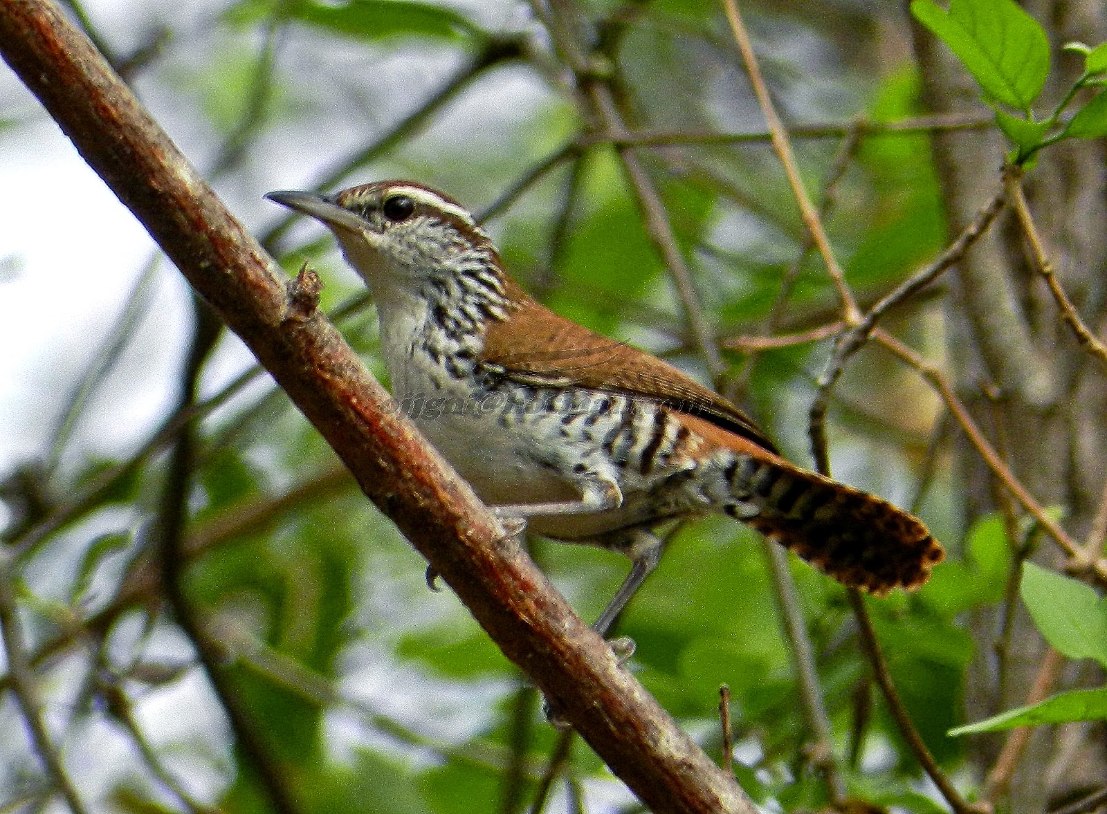 Bellas Aves de El Salvador: Thryothorus pleurostictus (chivirín o ...