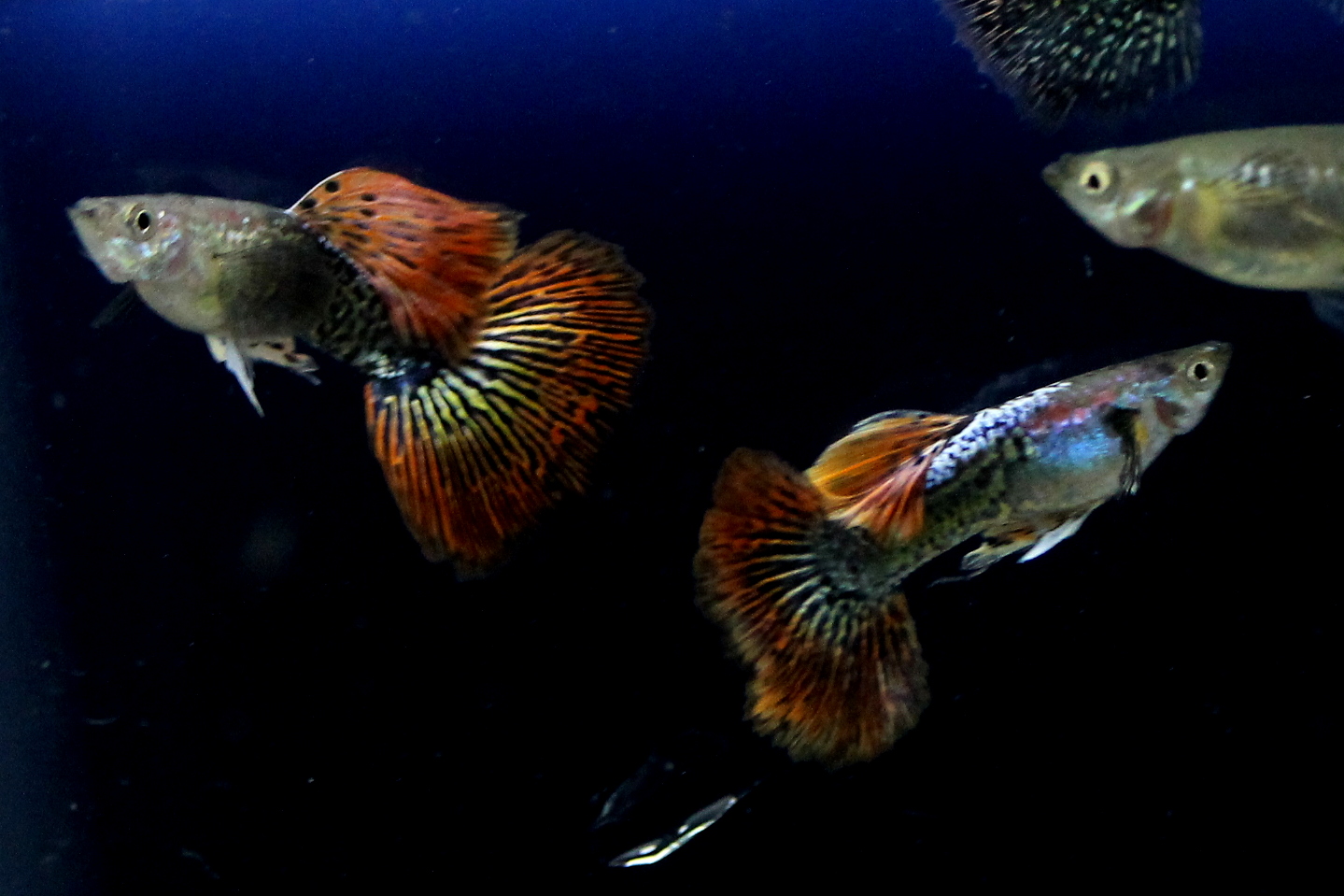 Guppy Dragon Big Ear Sale Guppy Fish Indonesia