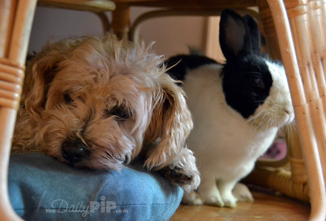 Fluffy Dog And Black White Rabbit Can dogs and bunnies share space and play nicely - yes, dogs and bunnies can get along.