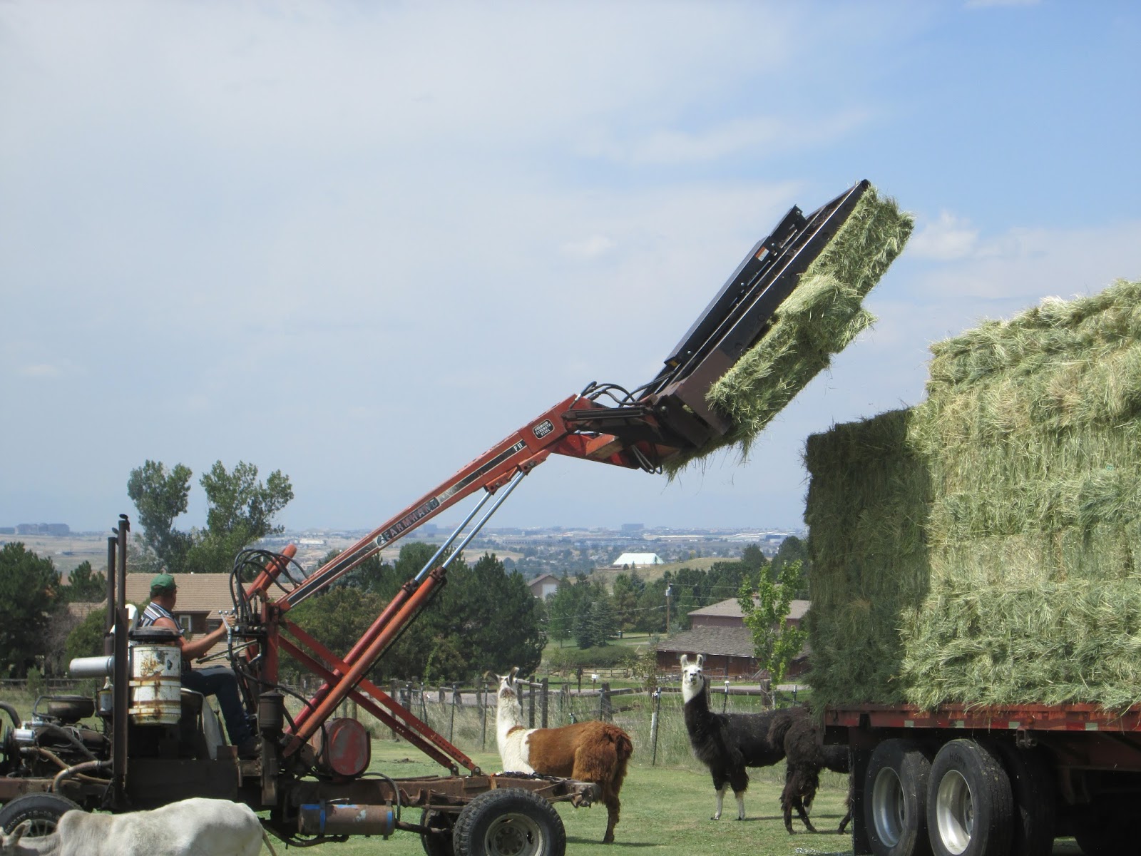 Animal Antics Fun with Rescued Animals Hay Delivery
