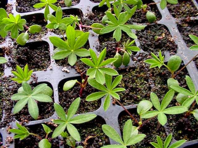 Lupin seedlings growing in seed trays