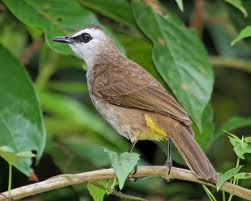 Harga Burung Trucukan Terbaru Februari 2020