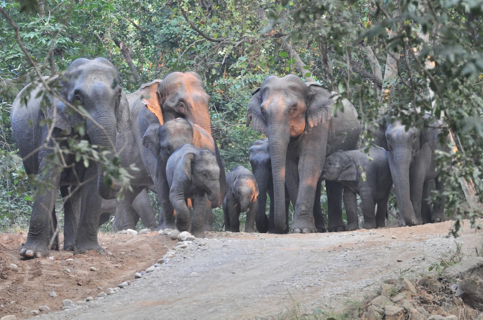 Jim's Jungle Retreat A Wildlife Resort in Jim Corbett Wildlife safety