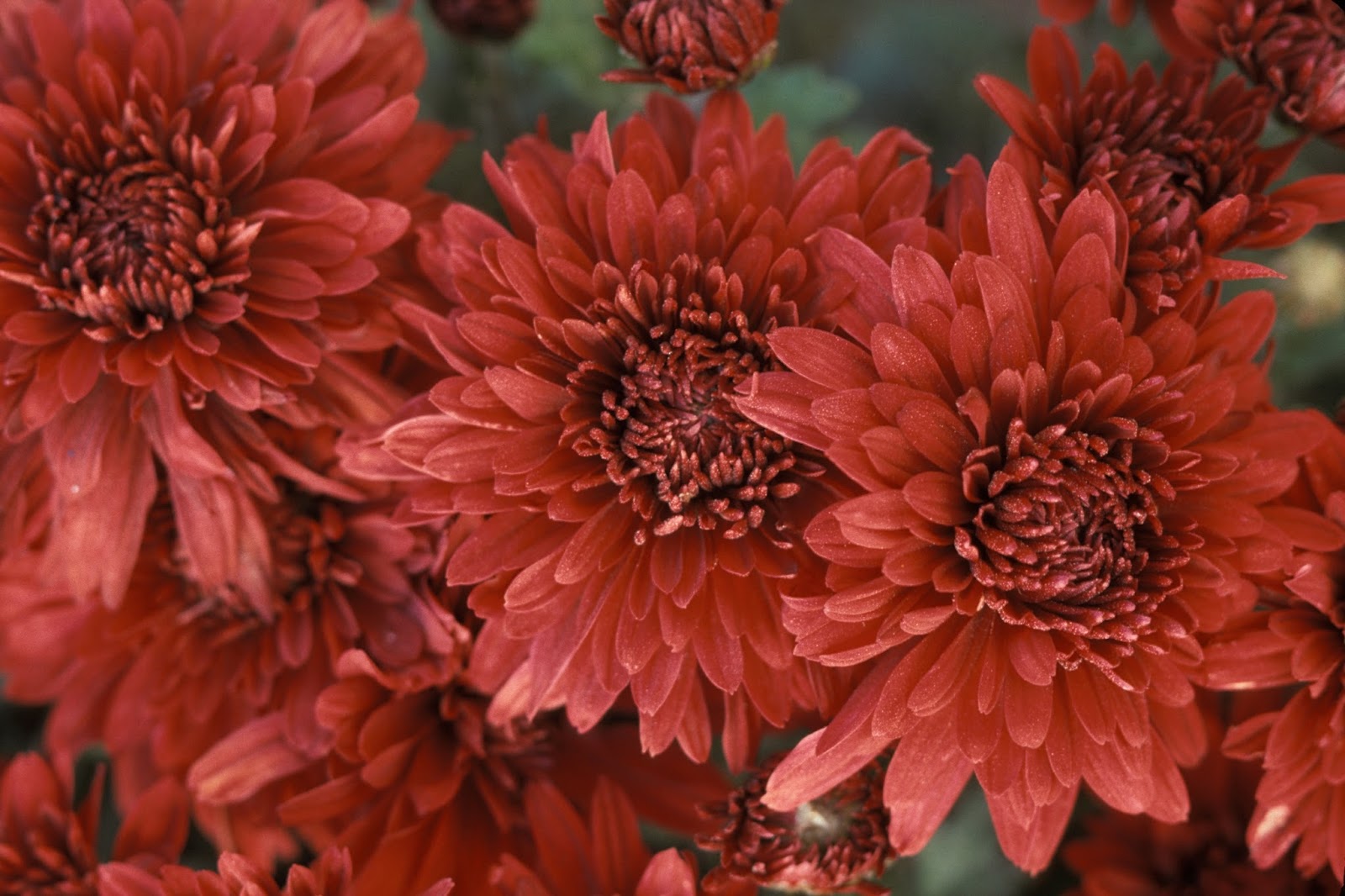 Earth and Space News ‘Minngopher’ Chrysanthemum Has Seasonal or Year