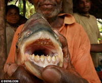 Setelah dicari selama seminggu ternyata binatang tersebut yaitu  Menyerupai Ikan Mas, Bukan Ikan Mas, menggigit Testis nelayan Sampai tewas