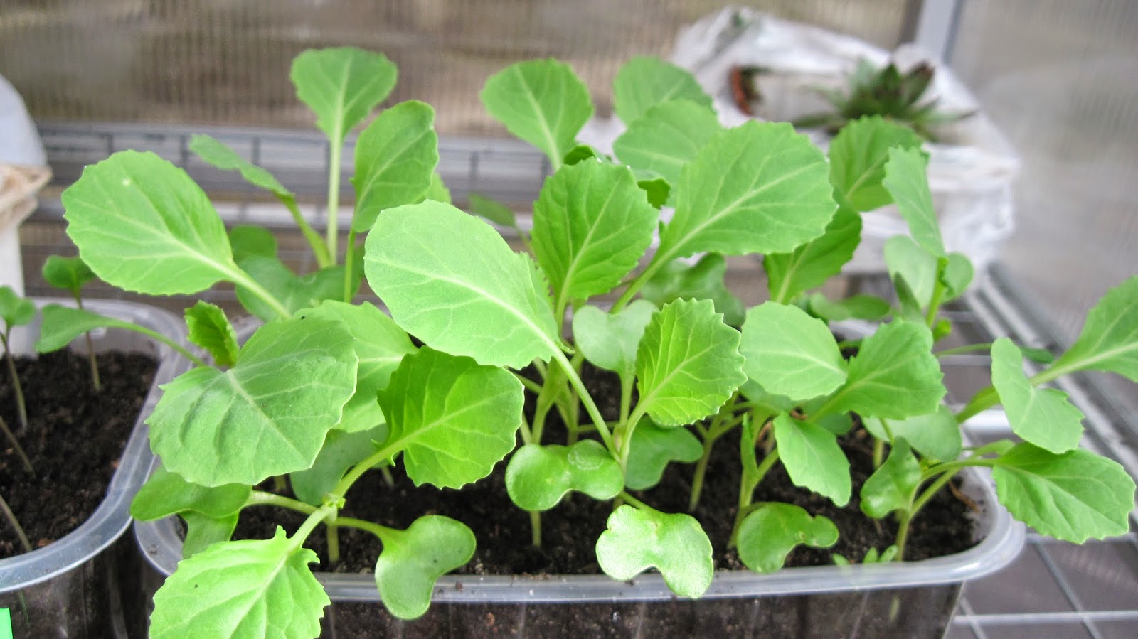 Первые всходы виолы. Фиалка рогатая всходы. Виола из рассады. Фиалка рогатая рассада. Рассада«анютины глазки», «виола».