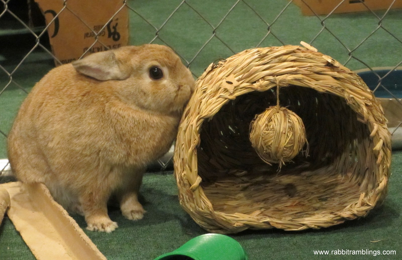 Rabbit Ramblings: Bunny math