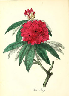  Free Botanical illustration Books