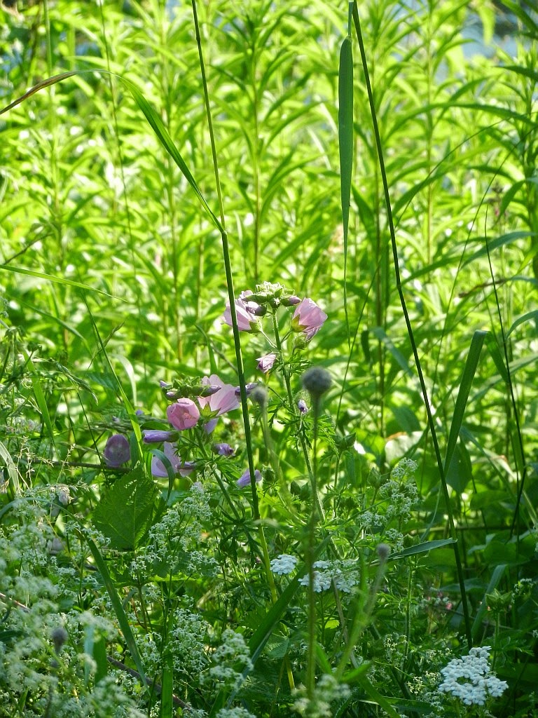 Wildblumen Rosa Wildblumen im hohen Gras