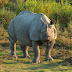 Assam to Mark September 22 as Rhino Day