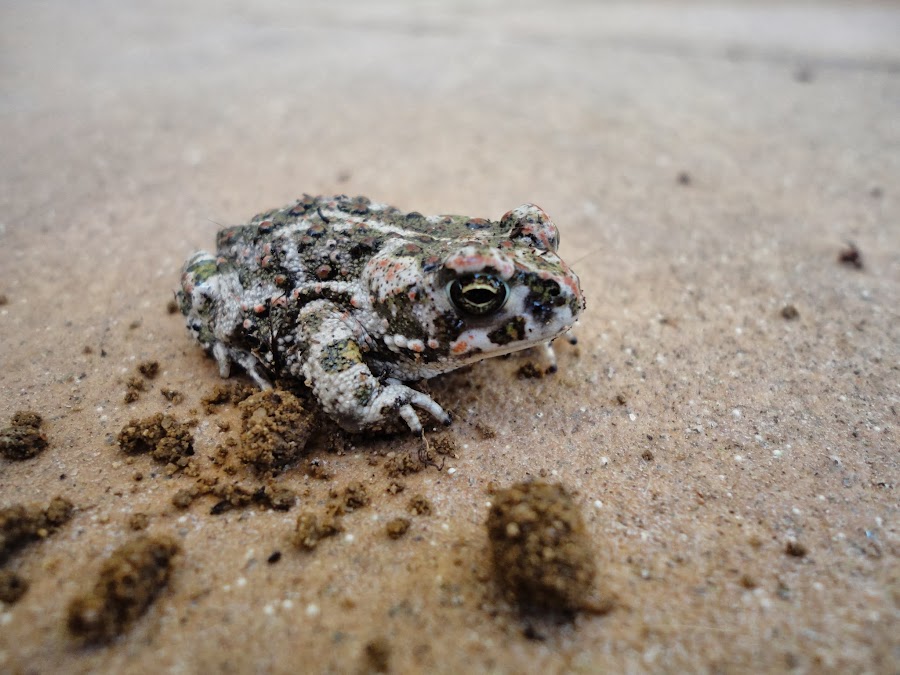 BUFO CALAMITA