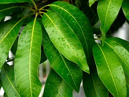 manfaat daun mangga untuk kesehatan,daun mangga untuk wajah,mangga kering,salam,pandan,binahong,seledri,pisang, manfaat daun mangga untuk kesehatan,daun mangga untuk wajah,mangga kering,salam,pandan,binahong,seledri,pisang,