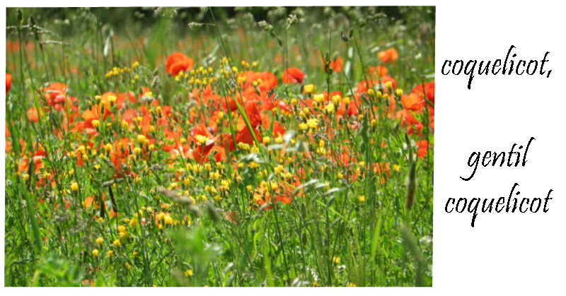 Coquelicot, gentil coquelicot par Ama Coquelicot, gentil coquelicot par Ama