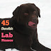 45 Meaningful Female Chocolate Labrador Names