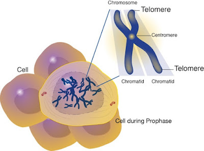 Telomeres are not just at the end of chromosomes, and their sequences are functional. This further refutes the common-ancestor chromosomal fusion story of evolutionists. 