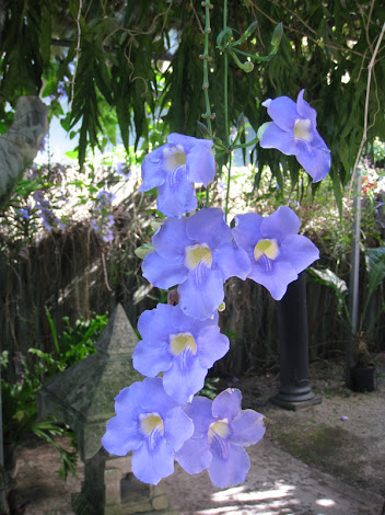 Sky vine -- exquisite blue; Palm Hammock Orchid Estate
