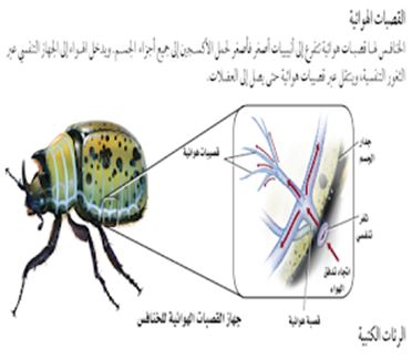 المفصليات