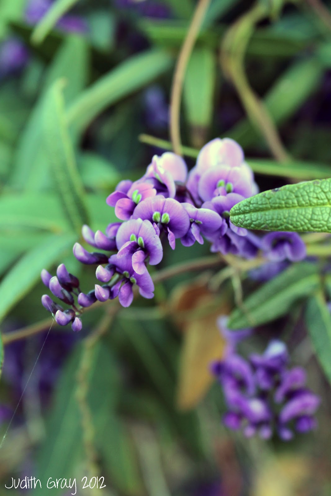 Stunning Splendid Wrens Woodman Point, Western Australia 19/09/12