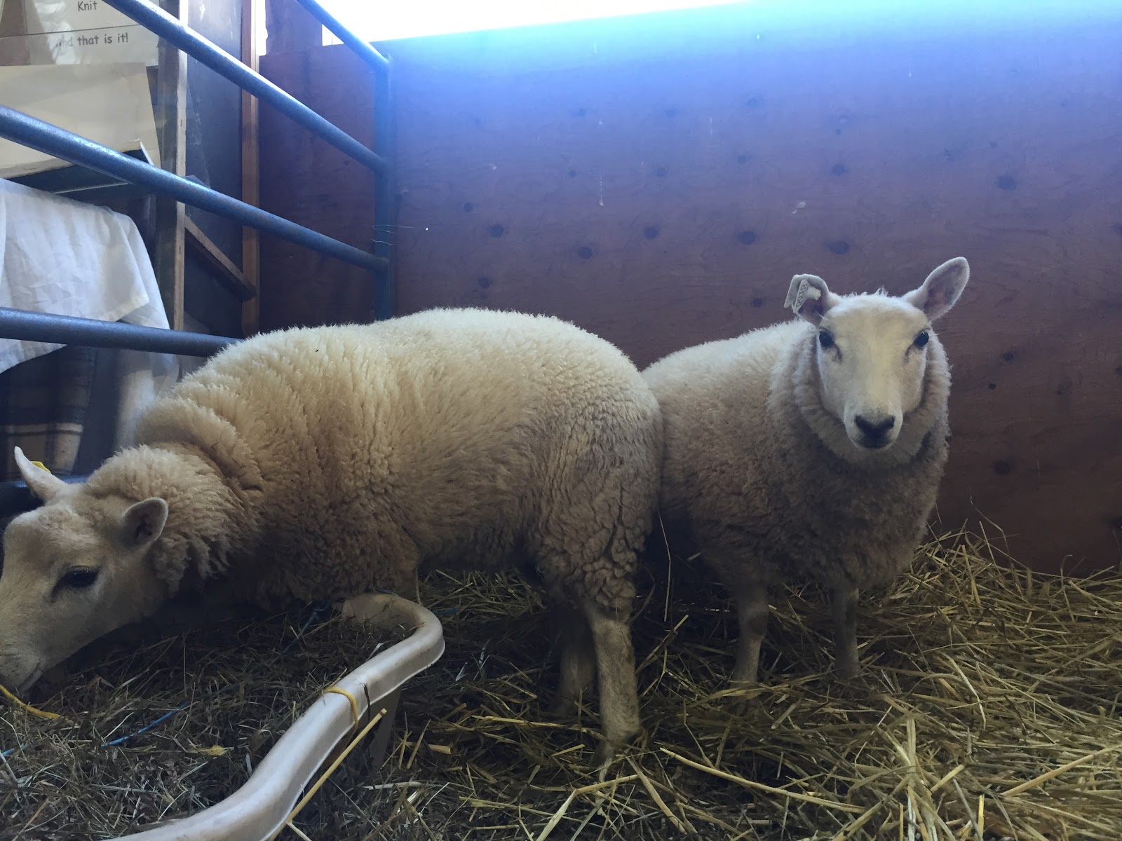 Arrow Acres Farm NJ Sheep & Wool Festival