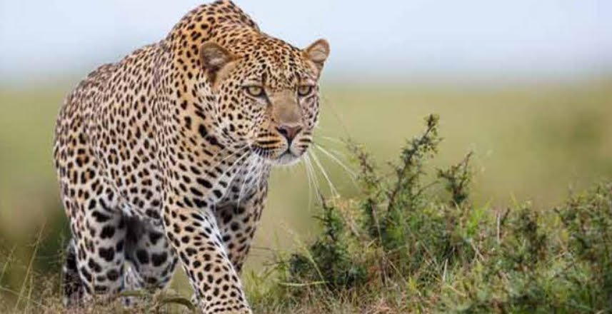 India, bambina di 3 anni decapitata da un leopardo.