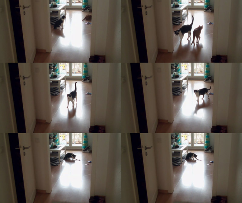 KuneCoco • Aus dem Leben einer Katzenlady #2 • FELIX Experiment "Racker allein daheim" FELIX Experiment "Racker allein daheim"