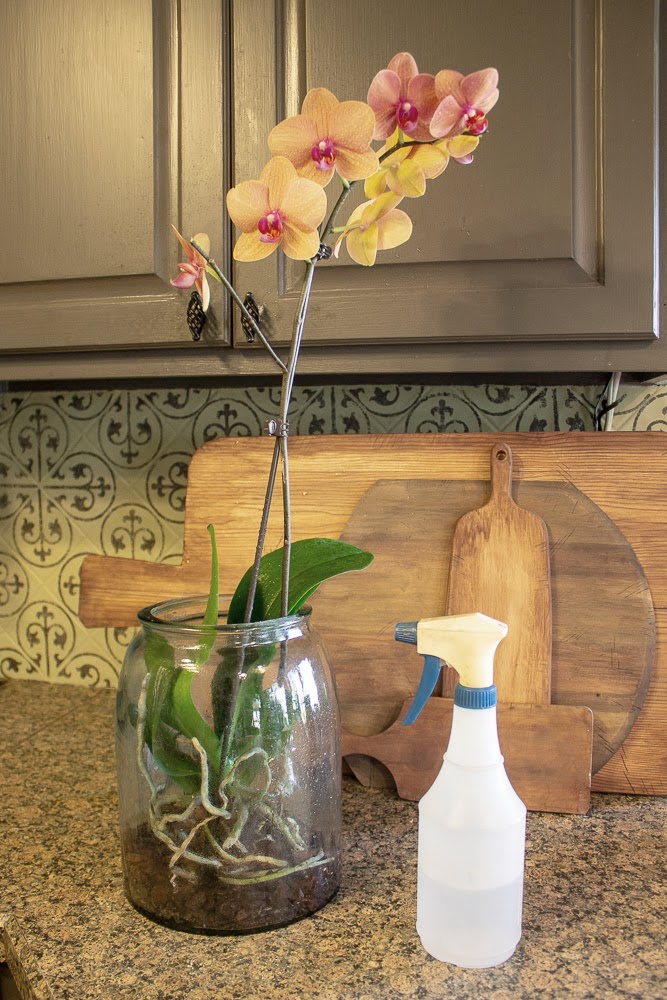 Orchids Under Glass Miss Kopy Kat