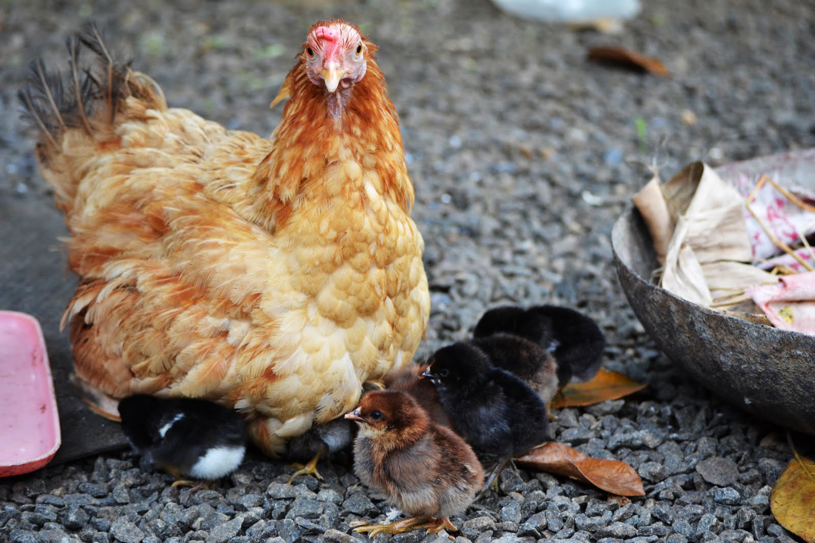 Photography & Me: Chicks