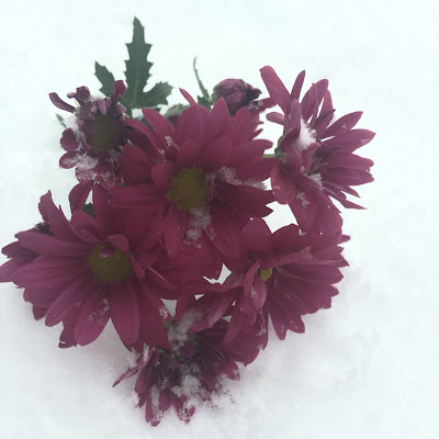 Purple Daisies during Winter Storm Jonah, the Blizzard of 2016, by Stein Your Florist Co.