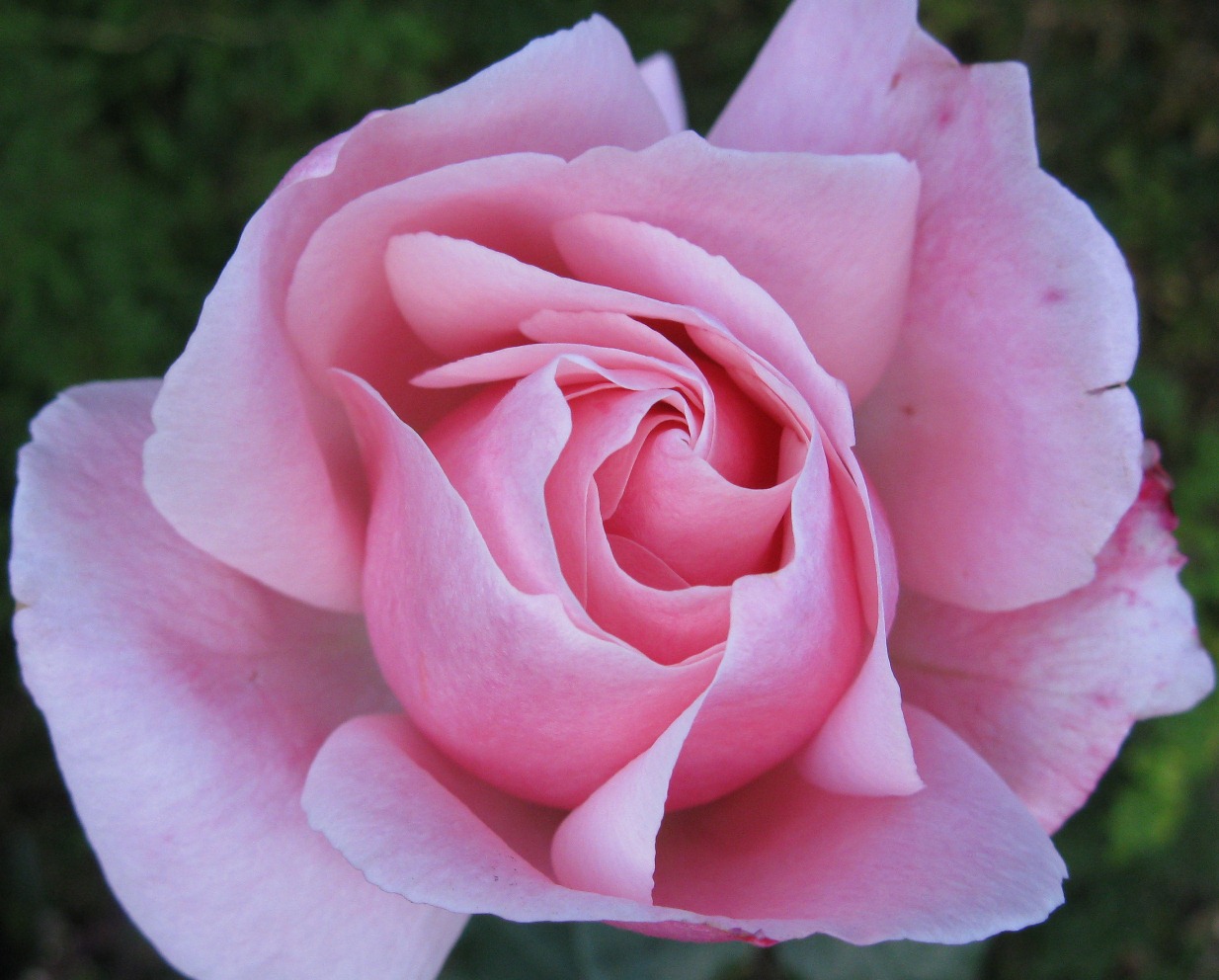 Vireya's Blog: Winter Rose