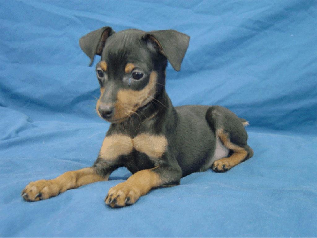 Such Good Dogs Breed of the MonthMiniature Pinscher
