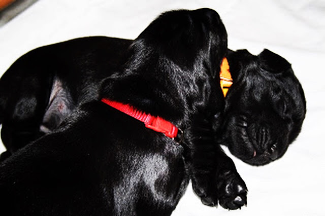 kypsä Musta narttu porno elokuvaa DVD