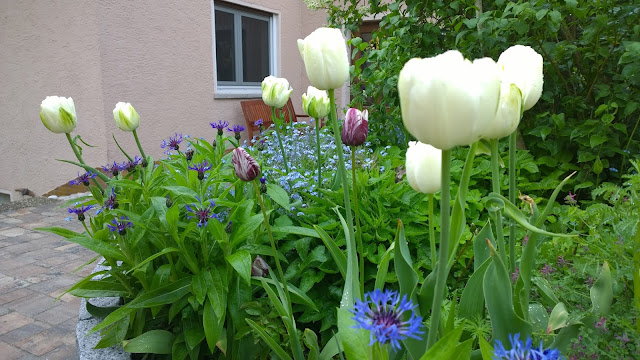 Bergflockenblume und Tulpen (c) by Joachim Wenk Bergflockenblume und Tulpen (c) by Joachim Wenk