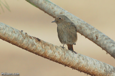 Cotxa fumada (Phoenicurus ochruros)