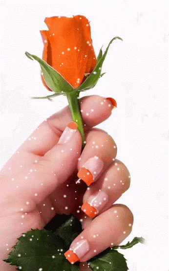 Rose+Animation.gif