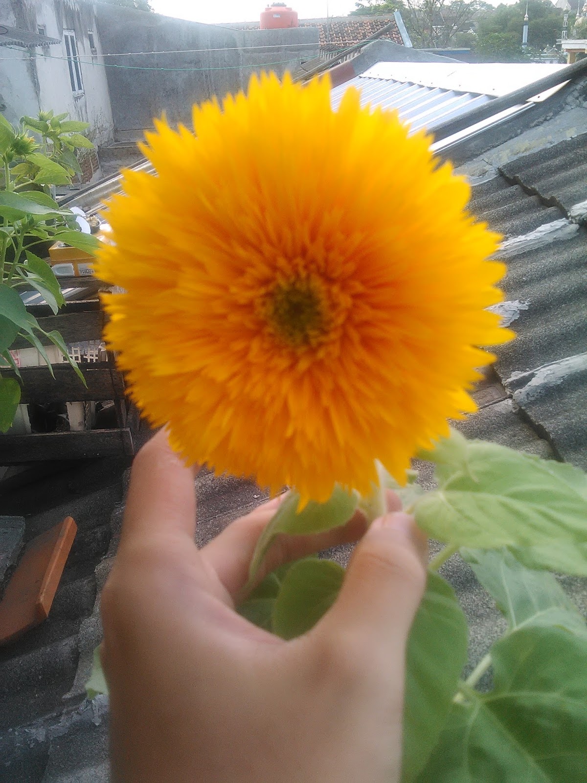 Cara Menanam Bunga Matahari Sun Flower Is Very Easy Ayo Berkebun Urban Farming