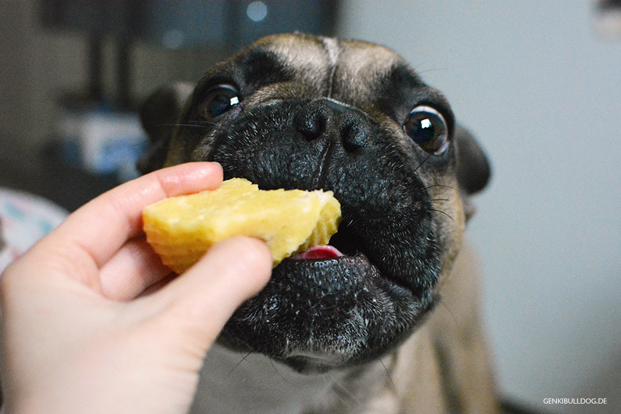 Rezept: Käsemuffins für Hunde backen Rezept: Käsemuffins für Hunde backen