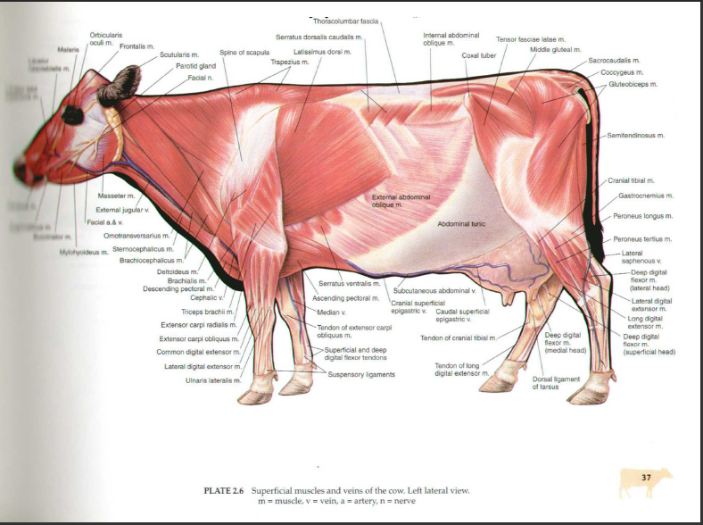 Vet Blog: July 2012