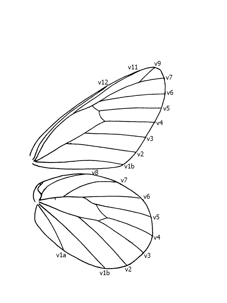 Butterflies of Singapore Butterfly Anatomy Part 2