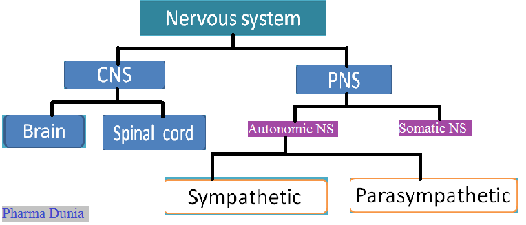 Nervous system: Definition and classification - Pharmacist Dunia