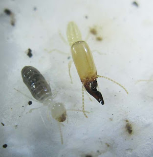 worker and soldier of Dicuspiditermes nemorosus termite