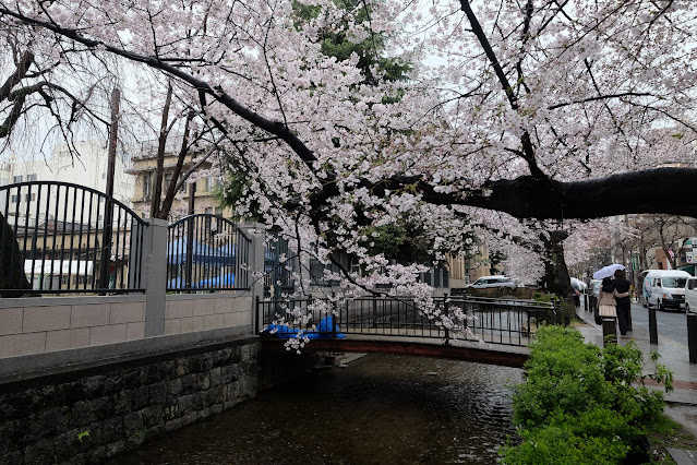 คลอง Takase-gawa Kyoto Sakura