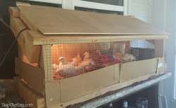 chick coop brooder box