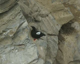 Cepphus grylle - Guillemot à miroir Cepphus grylle - Guillemot à miroir