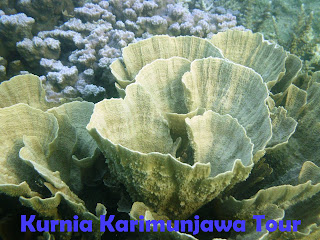 Wisata Karimunjawa Tour