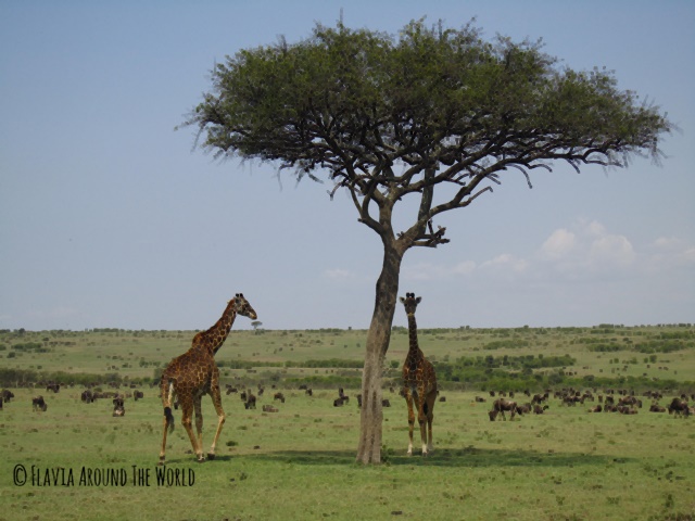 Jirafas en Masai Mara Jirafas en Masai Mara
