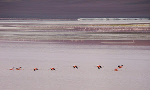 Laguna del altiplano