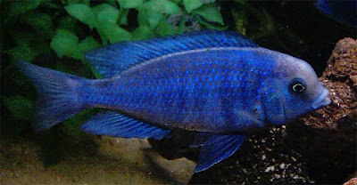 Shamudra Bilash Cichlid Fish