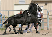 Friesians For Sale