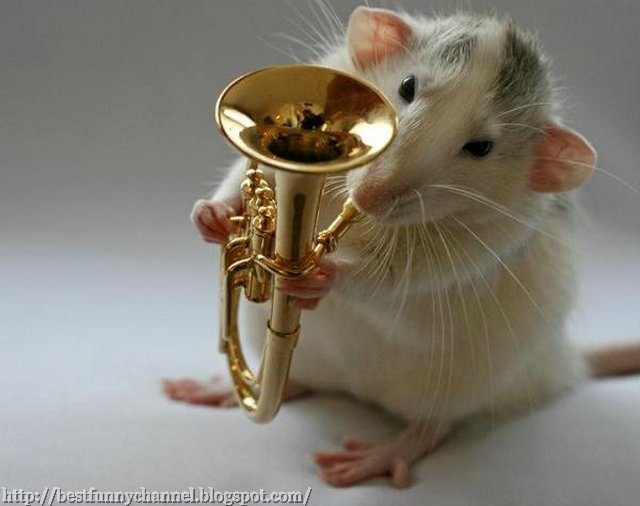 music rat